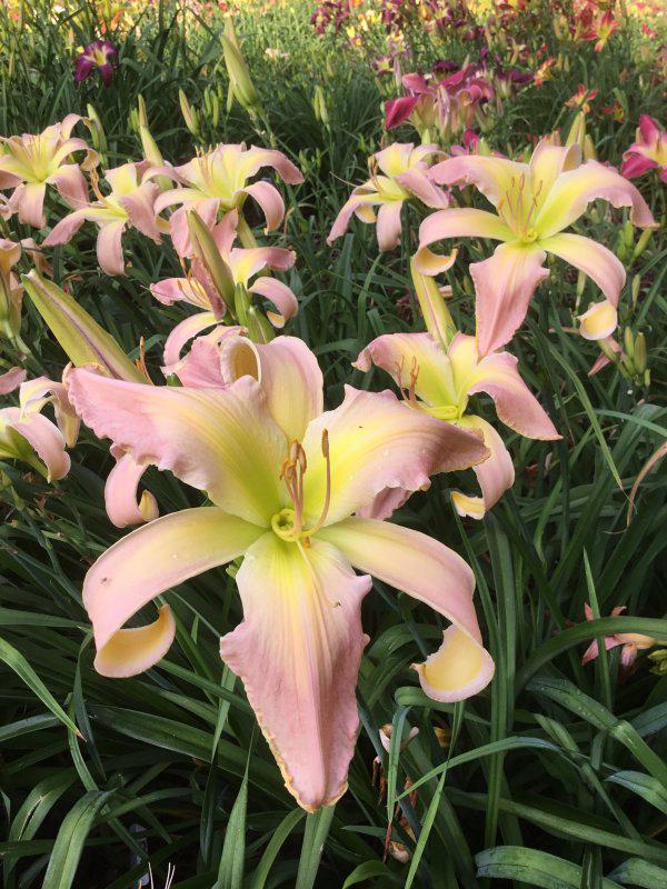 PINK AMBITION (Davisson-J 2019)